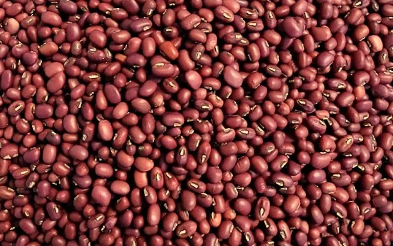 compressed_dau-do-5-cong-dung-tuyet-voi-doi-voi-suc-khoe-va-lam-dep-202207232216100427